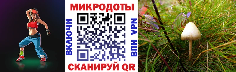 Галлюциногенные грибы Psilocybine cubensis  Лебедянь 
